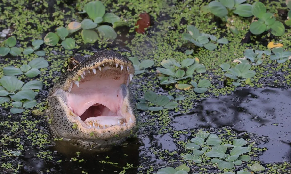 Triathlete who endured alligator attack shares gripping account of his escape: 'I got really fortunate'
