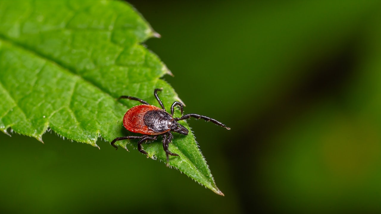 Uncommon 'rabbit fever' reappears with tick-related cases close to a major US city