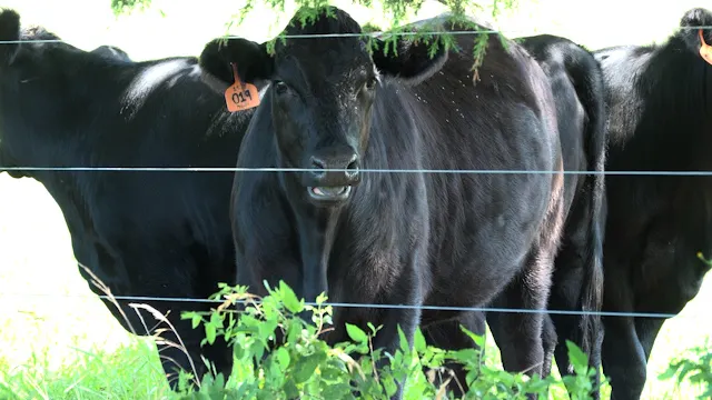 U.S. ranchers are dealing with a shortage of cattle as Trump promises to reduce beef prices