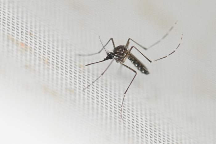 VDH looking into dengue virus in Northern Virginia, marking the first recorded instance of local transmission.