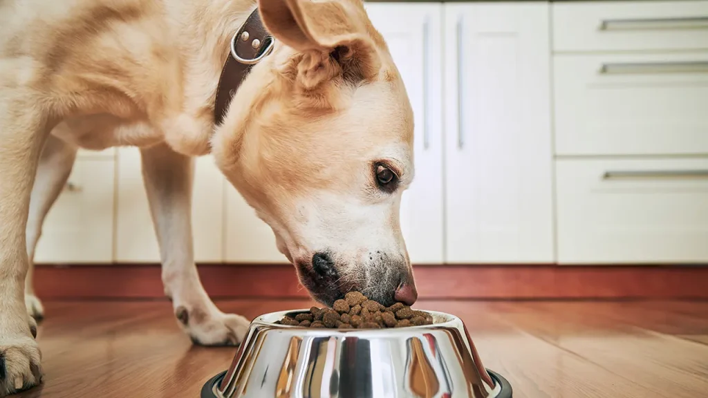 Well-known dog food pulled from shelves due to salmonella contamination that has made pets ill