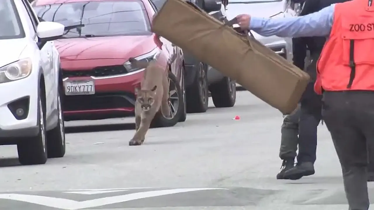 A mountain lion filmed jogging through the streets of San Francisco