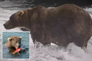Alaska brown bear Backpack takes first place in Fat Bear Week competition