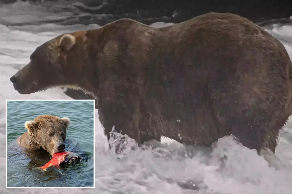 Alaska brown bear Backpack takes first place in Fat Bear Week competition