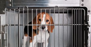 Animal Rights Concern: 1,500 Hound Dogs Sent by Lab for Testing