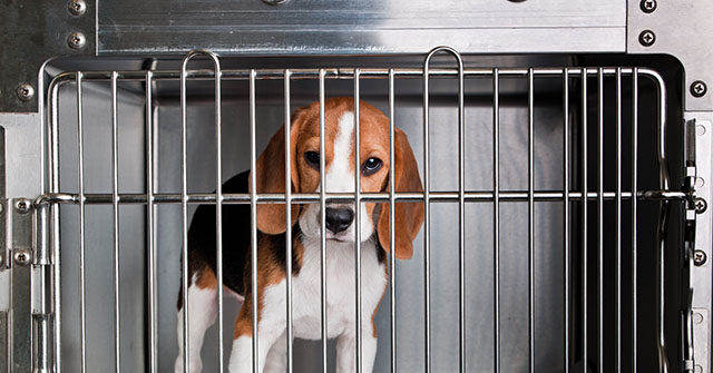Animal Rights Concern: 1,500 Hound Dogs Sent by Lab for Testing