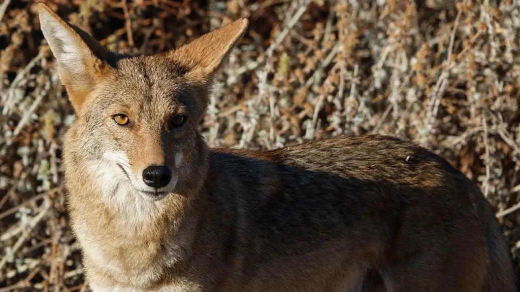 Arizona mother defended her 4-year-old daughter from a coyote using her flip-flop
