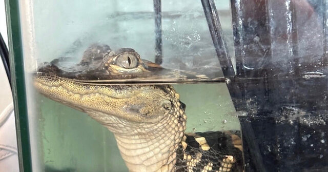 Authorities Recover 110 Pounds of Drugs and a Baby Alligator from Upscale L.A. Hideout