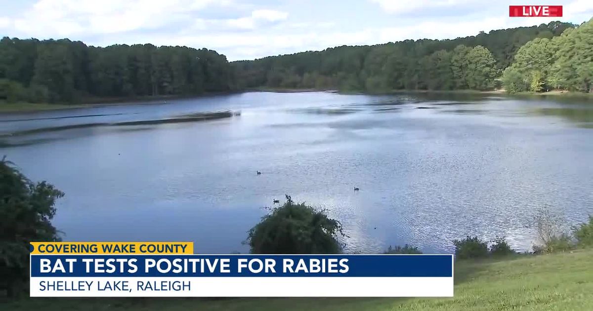 Bat saved from drowning at Shelley Lake shows signs of rabies