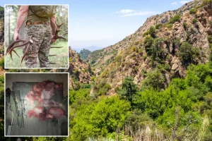 California deer hunters taken into custody after authorities find shocking evidence