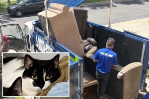 Cat from Virginia mistakenly discarded with an old sofa