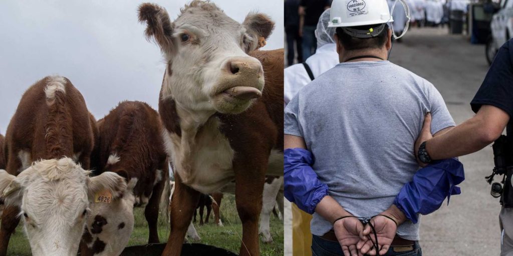 Cattle industry organizations alert about beef prices due to ICE actions in Texas, Kansas, and Oklahoma