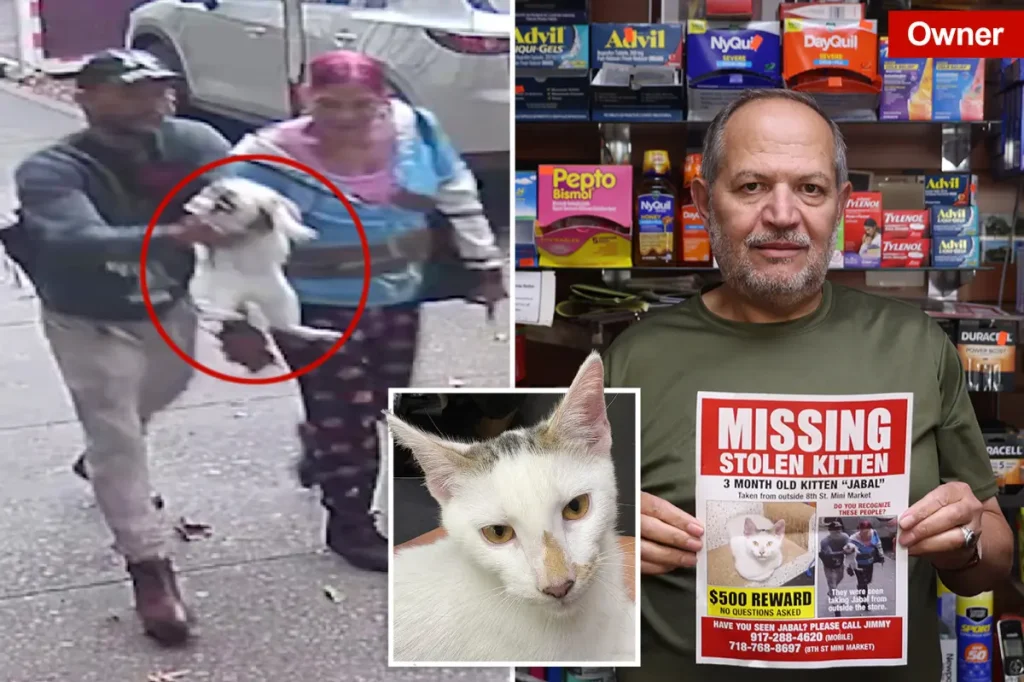 Cherished bodega cat in NYC taken from the shop while its fans are ready to confront the thieves.