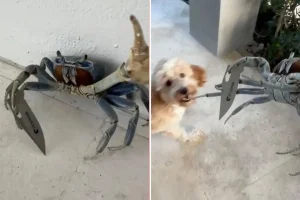 Crab with a blade tries to attack Florida man and dog: surprising video
