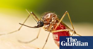 Dengue fever outbreak leads Florida counties to issue a state of emergency