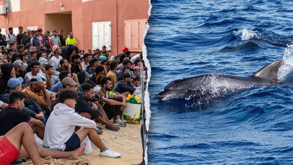 Dolphin calf said to have been killed by migrants in Spanish territory Ceuta