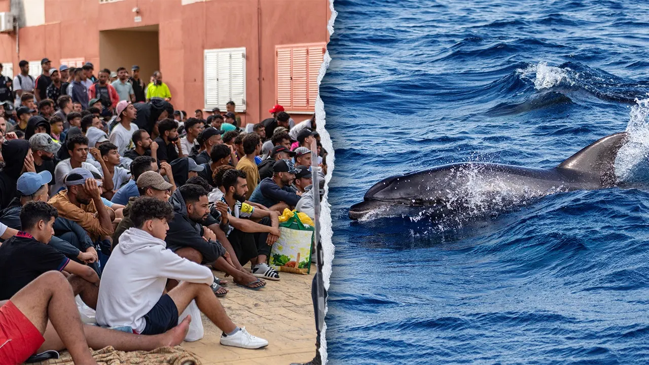 Dolphin calf said to have been killed by migrants in Spanish territory Ceuta