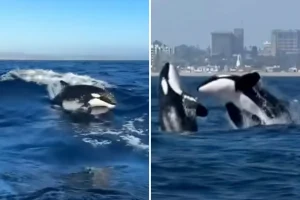 El Niño attracts a group of 13 killer whales to Newport Beach