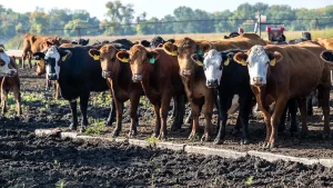 Farmers are prepared to nourish the nation, but Washington continues to obstruct progress.