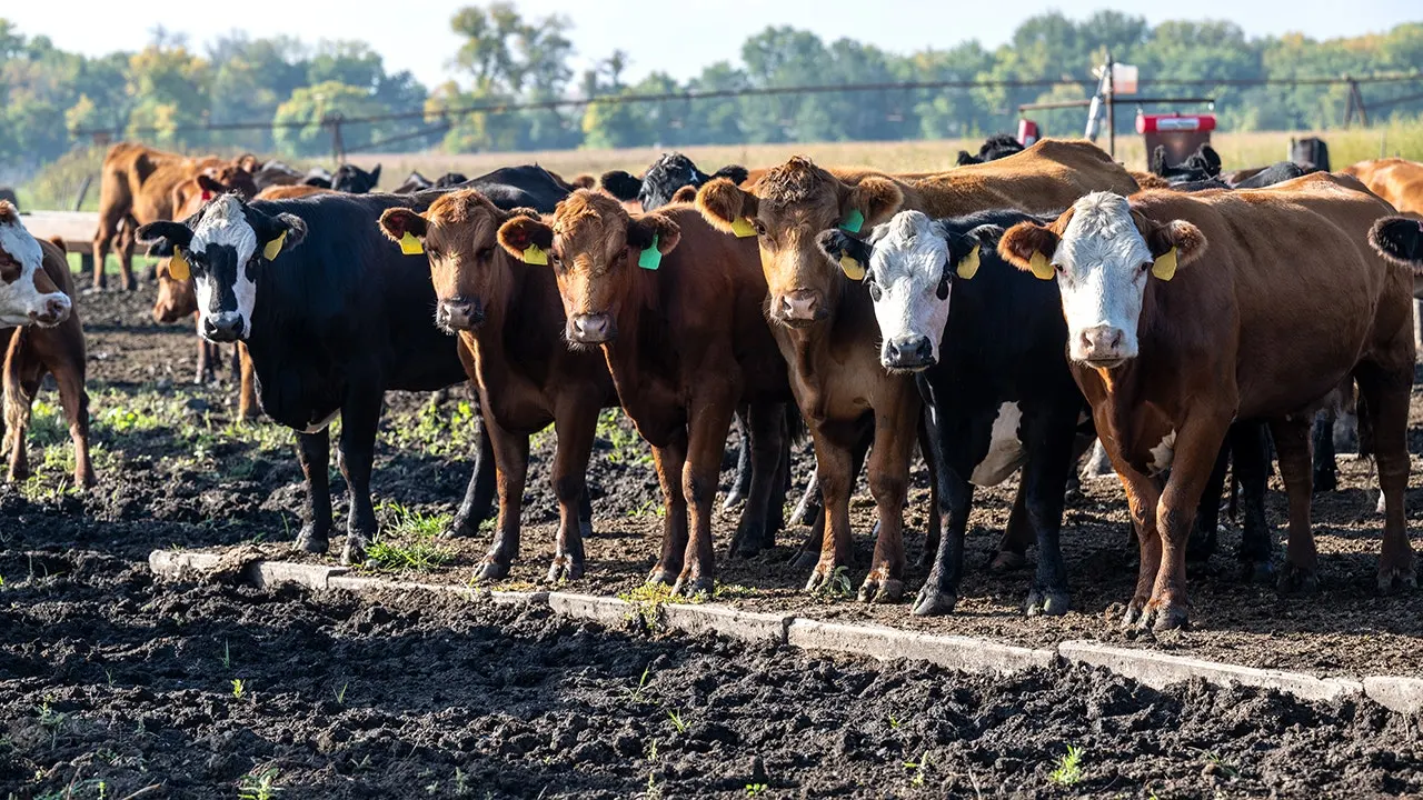 Farmers are prepared to nourish the nation, but Washington continues to obstruct progress.