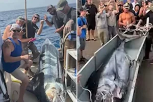 Fishermen land a record marlin near the San Diego coastline