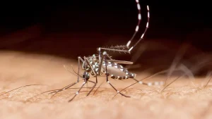 Florida reports its first dengue fever death of 2026 during local outbreak