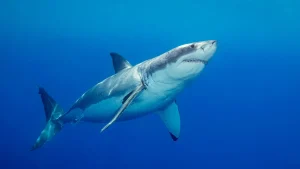 Great white shark believed to be involved in death of expecting grandfather at well-known beach