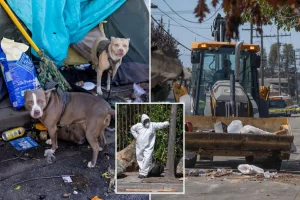 Homeless camp in Berkeley contaminated with harmful rat urine