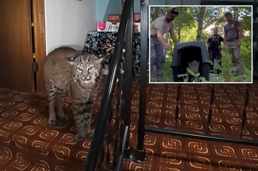Homeowner in Washington hears noises, calls 911, and police discover a growling bobcat at the top of the stairs.