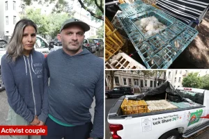 Hundreds of deceased chickens discovered left behind in NYC U-Hauls, say police and activists