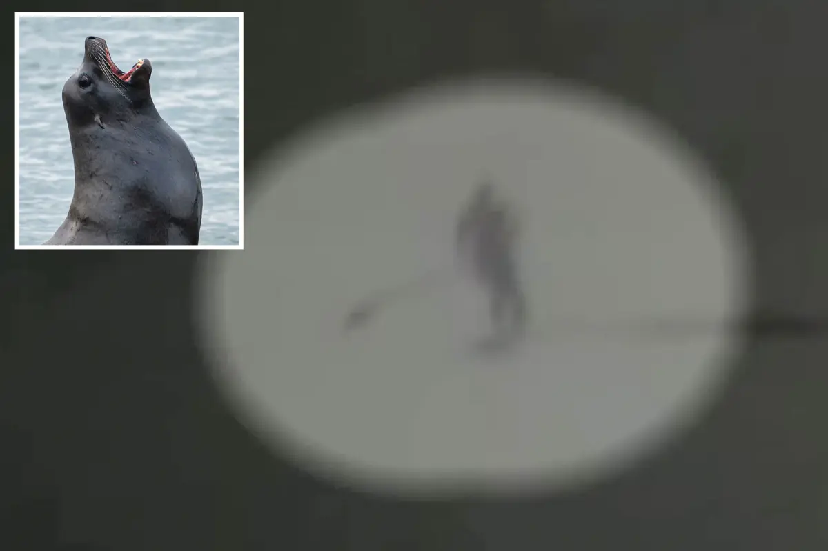 Incident of a aggressive sea lion pushing a paddle boarder in Santa Cruz into the ocean and pulling her hair