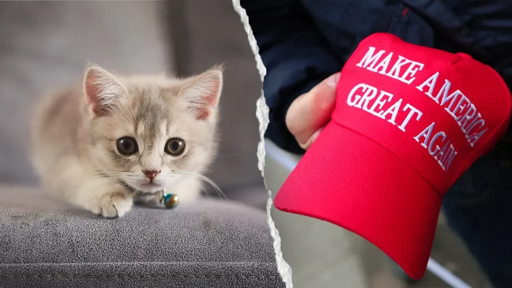 Kitten rescue in NYC prohibits MAGA adopters, and PETA urges an end to the policy