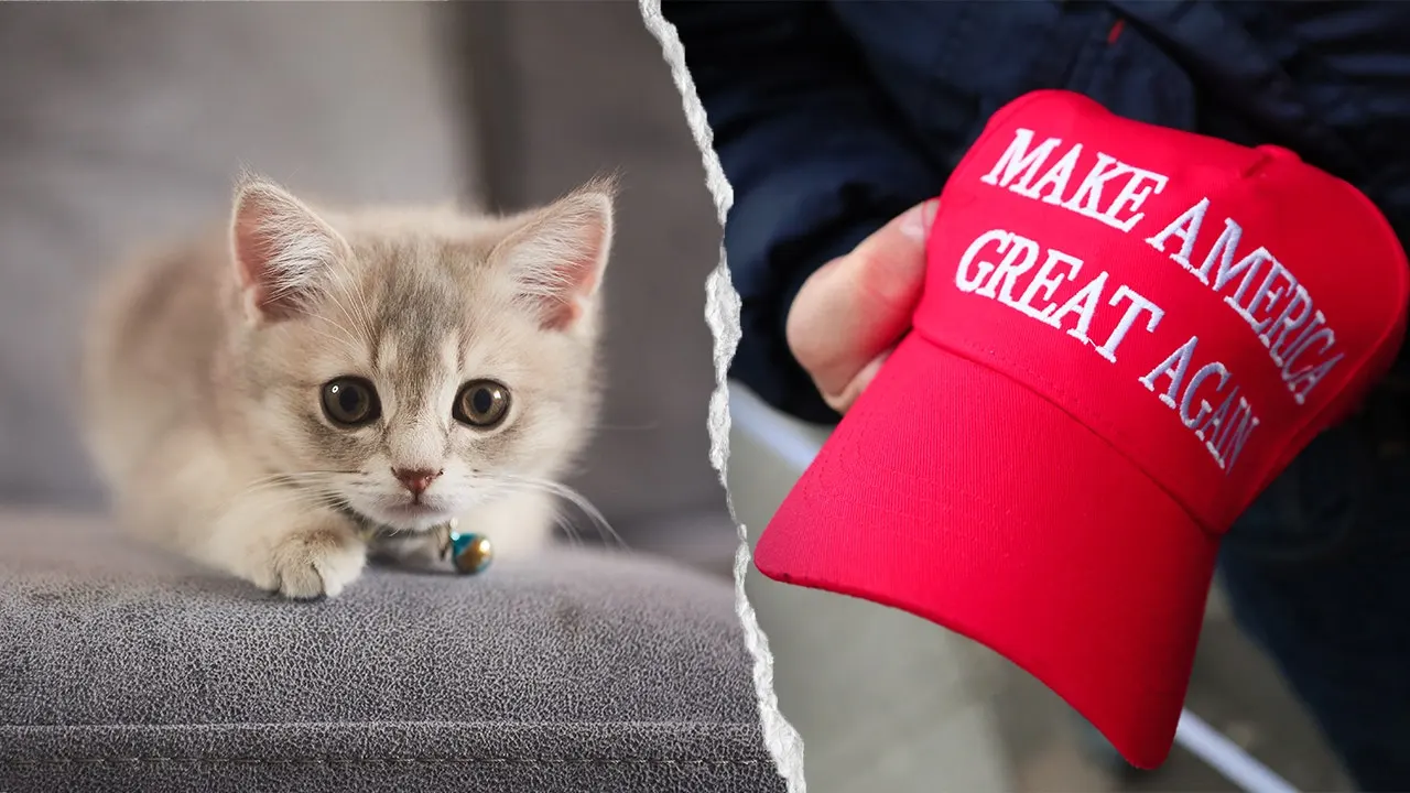 Kitten rescue in NYC prohibits MAGA adopters, and PETA urges an end to the policy