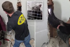 Long Island 'Catman' John DeBacker saves pet that was stuck upside down for five days