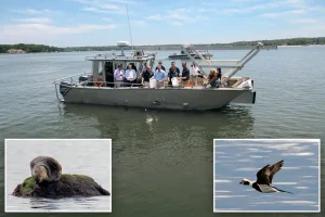 Long Island Sound is exhibiting signs of recovery as water quality keeps getting better.