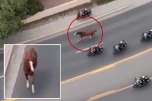 Loose horse prompts large police reaction in Santa Fe