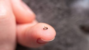 Los Angeles is facing a flea issue that is contributing to typhus outbreaks.
