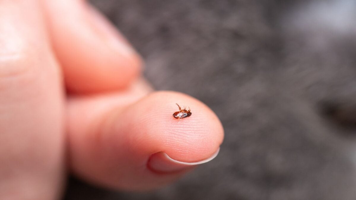 Los Angeles is facing a flea issue that is contributing to typhus outbreaks.
