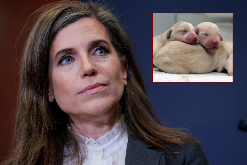 Mace presents PUPPS Act to prohibit the commercial breeding and sale of dogs for research purposes.