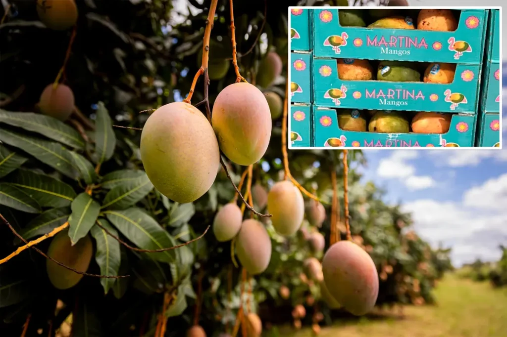 Mangoes from Walmart recalled due to possible salmonella contamination