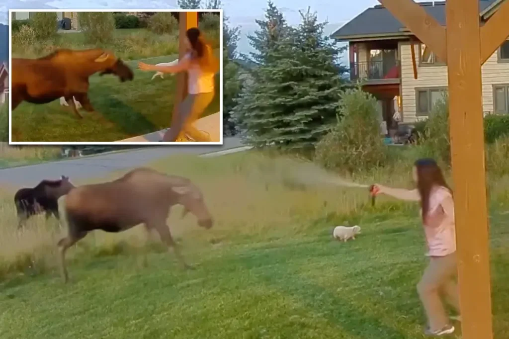 Montana woman sprays bear repellent to protect her three dogs from a wild moose