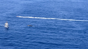 More than 40 people saved following machete assault on a boat near Puerto Rico