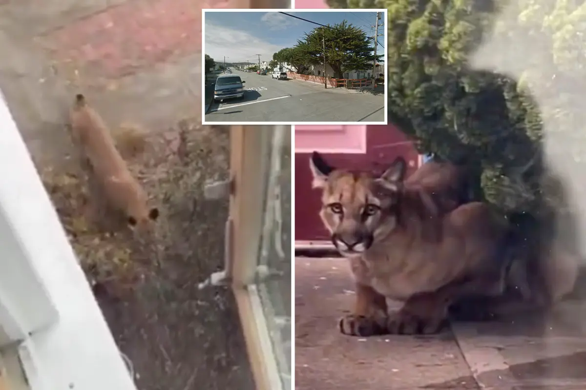 Mountain lion seen in San Francisco as authorities alert residents