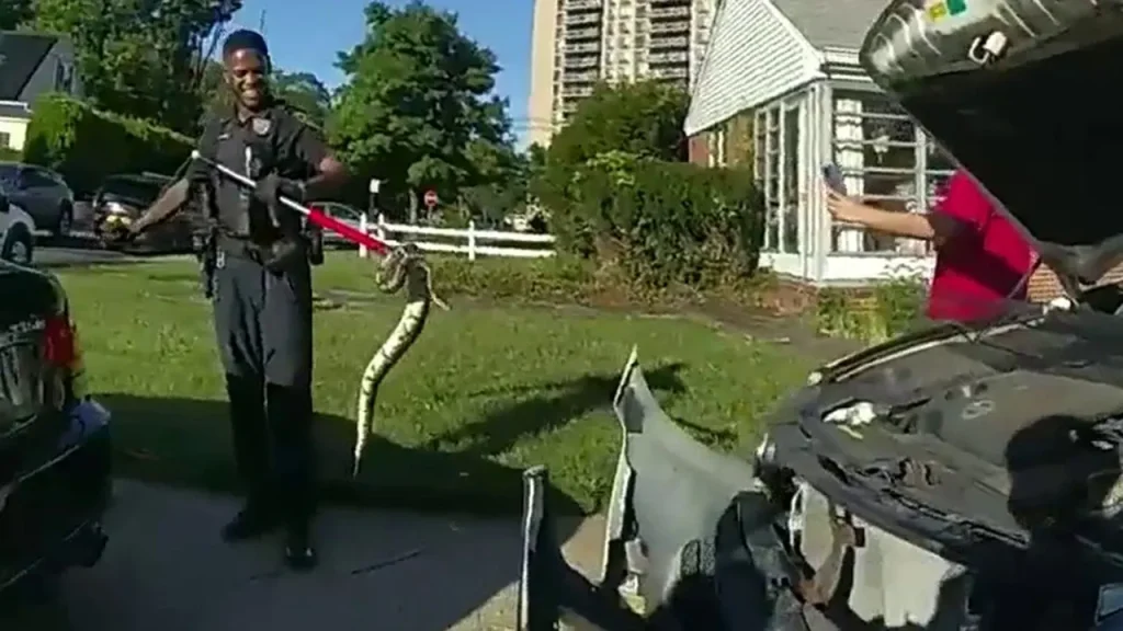 New Jersey police take off front bumper to rescue ball python from vehicle