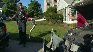 New Jersey police take off front bumper to rescue ball python from vehicle