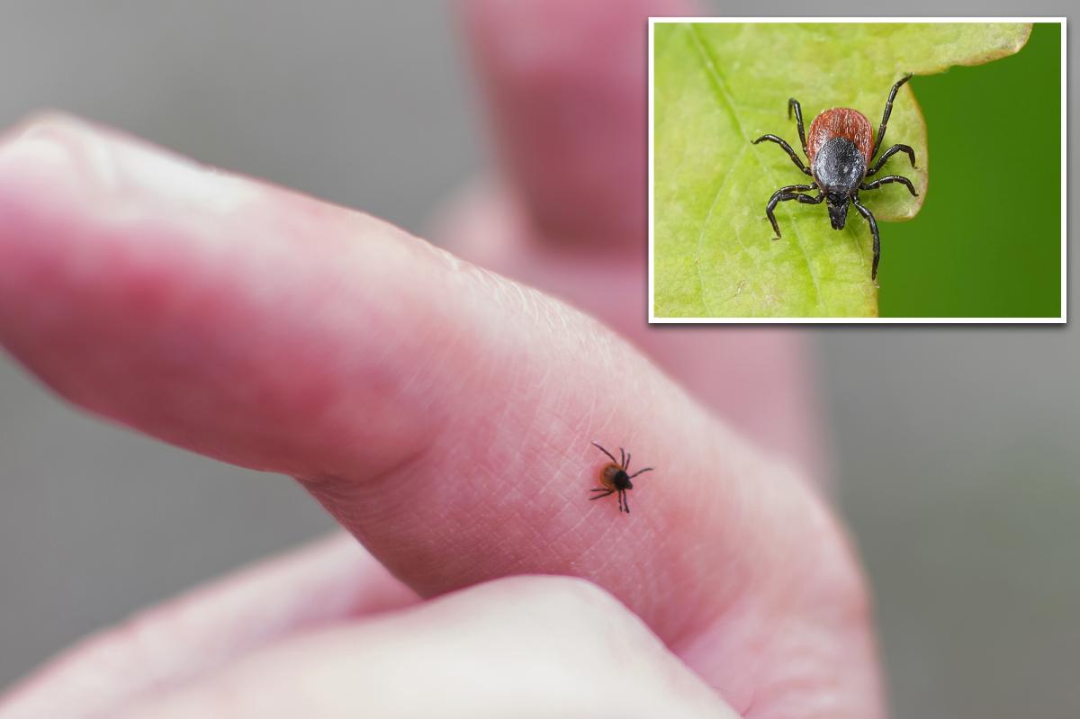New virus carried by ticks found in China that can lead to flu-like symptoms