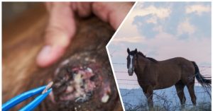 New World Screwworm Discovered in Horse Close to Texas-Mexico Border