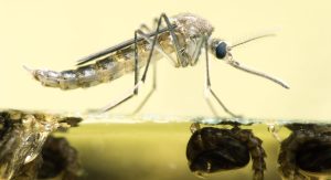 New York City has reported more human cases of West Nile Virus this year than in all of 2025.