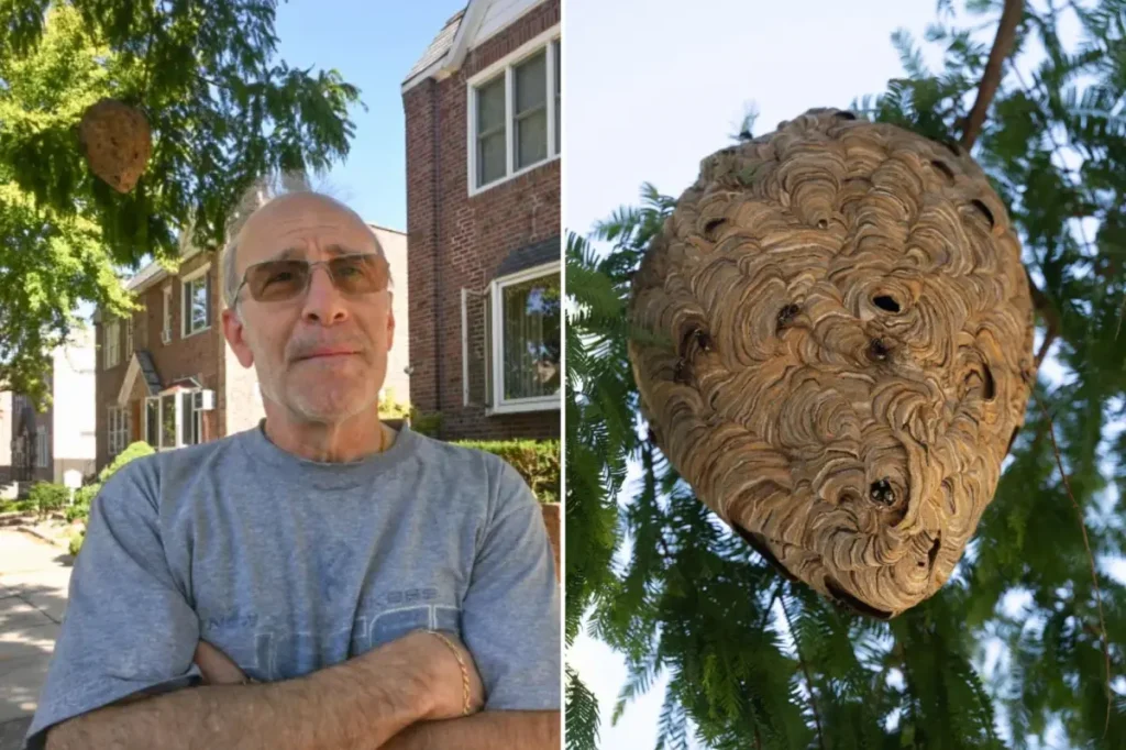 Parks Department in NYC declines to take down hornets' nest in Queens, advises residents to cover costs themselves.