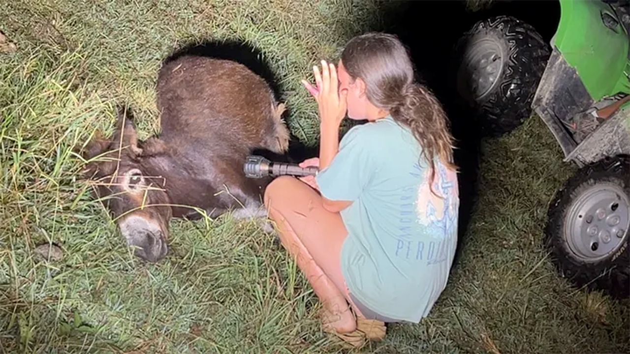 Police accidentally kill cherished baby donkey while searching for missing child